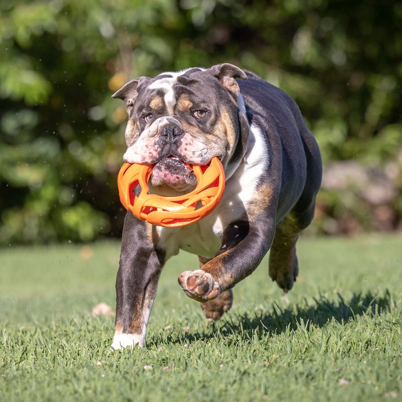 Chuckit! Air Fetch Wheel Dog Toy, Orange - Image 5